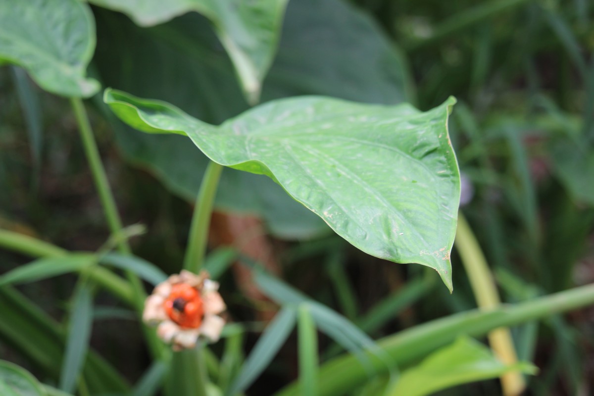 Alocasia